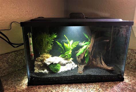 5 gallon aquarium fish|What Fish Can Live in a 5 Gallon Aquarium: Top Choices for a .